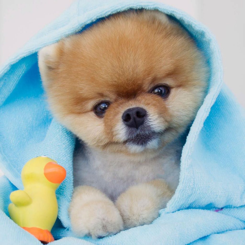 Based Jiff mascot